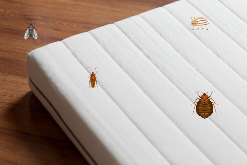 floor model mattress bed bugs