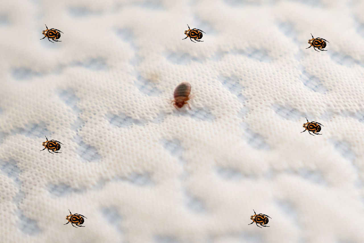 can bed bugs live in a air mattress