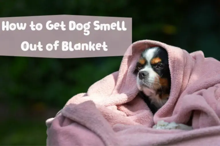 How to Get Dog Smell Out of Blankets? (A Complete Guide!)