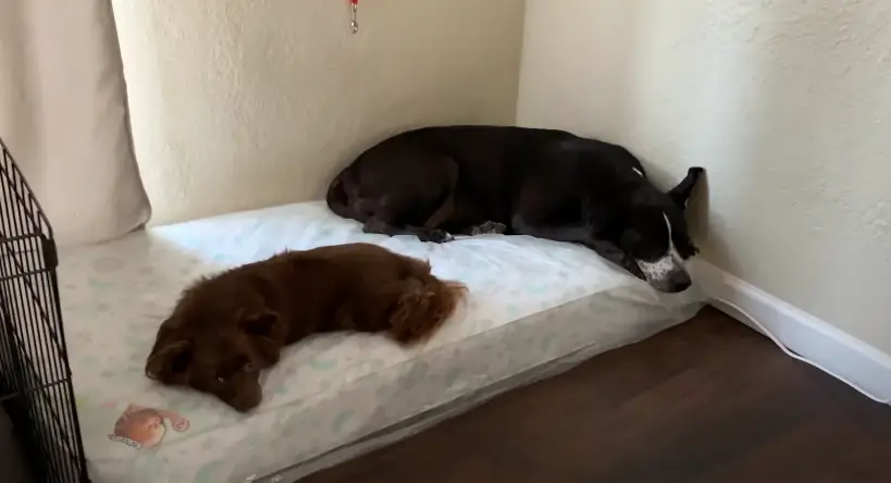 Can You Use a Crib Mattress for a Dog Bed?
